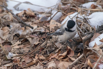 Black Capped Chickadee playing in leaves at the Inglewood Bird Sanctuary in Calgary, Alberta.