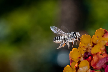 Bee on a flower