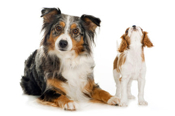 Australian Shepherd und Cavalier King Charles Welpe isoliert auf weißem Hintergrund