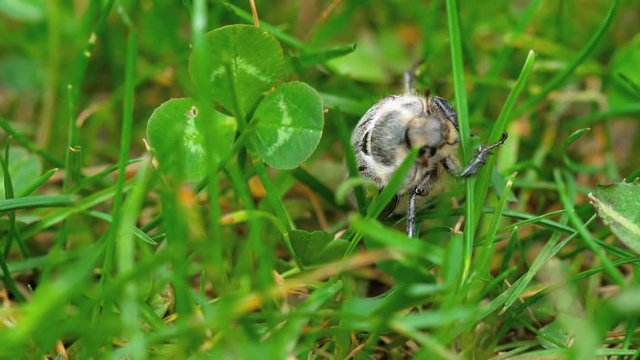 Grass bug. Grass bug