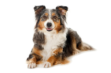 Liegender Australian Shepherd auf weißem Hintergrund