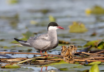 A female whiskered tern with three chiks sits in the nest and screams