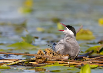 A female whiskered tern with three chiks sits in the nest and screams