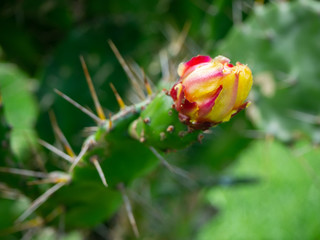 Flower on cactus, close up, cactus blooming