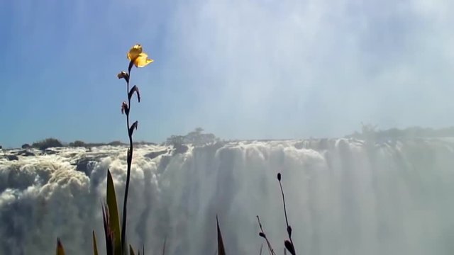 Yellow Flower in Front of Victoria Falls, Zambia