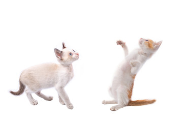Small kitten isolated on white.