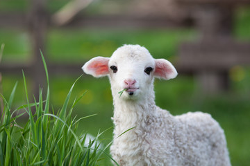 portrait of cute little lamb grazing in green spring meadow - Powered by Adobe