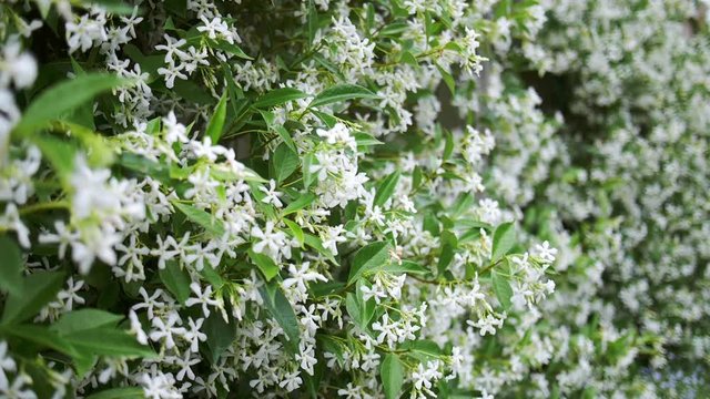 Delicate hedge of star jasmine flowers gently blows in a warm summer breeze