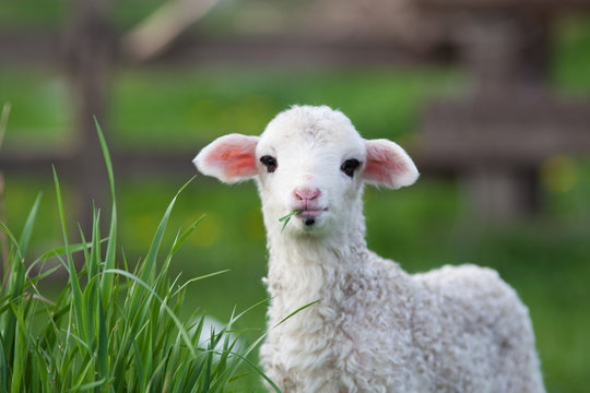 Fototapeta portrait of cute little lamb grazing in green spring meadow
