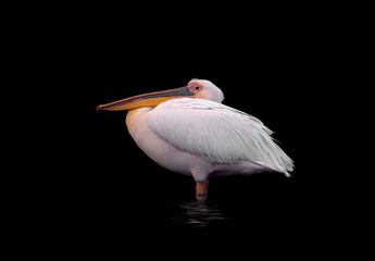 Close up photo of a white pelican stands in a water isolated on black background