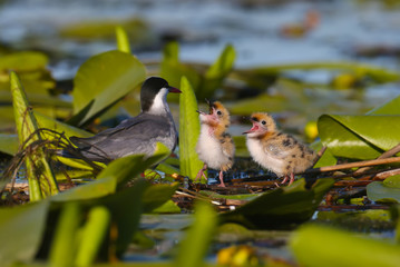 Adult whiskered tern feeds his chick with a small fish near the nest