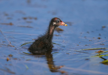 Little chick of a moorhen with exotic  long neck floats on a water and looks in a camera
