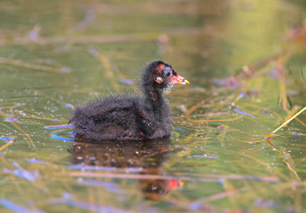 Little chick of a moorhen floats on a water and looks in a camera