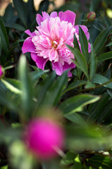 Obraz premium Schönheitskönigin