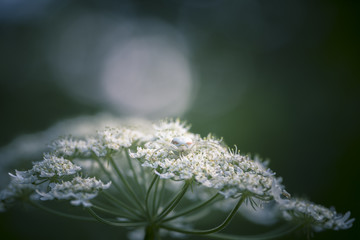 Araign&eacute;e blanche sur fleur blanche