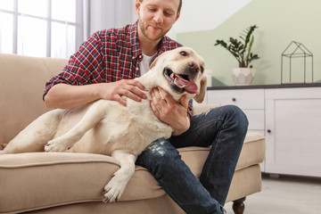 Adorable yellow labrador retriever with owner on couch indoors