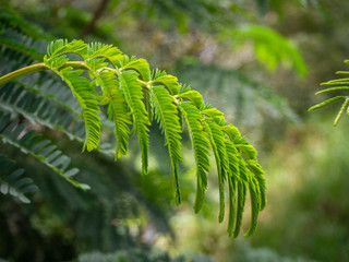 beautiful fern branch close up, macro