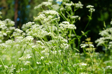 Summer day. Green grass. Swaying with wind