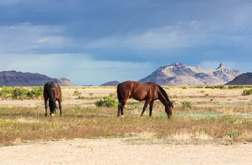 Fototapeta na wymiar Wild Horses in Summer in the Utah Desert