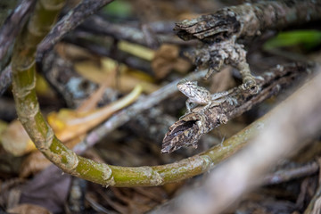 Kleine Eidechse auf Ast mit Zweigen