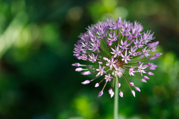 Lilac flower on the spring meadow