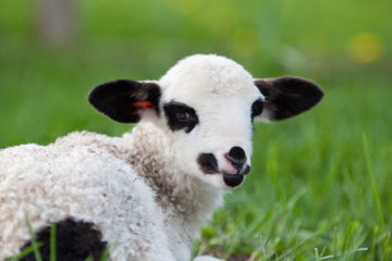 portrait of cute little lamb grazing in green spring meadow