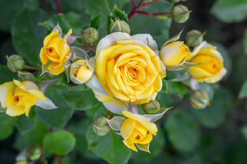 Yellow roses bloom on flowerbeds. Growing and selling flowers_