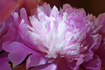 fresh pink peonies close-up