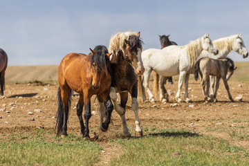 Wild Horses in Summer in the Utah Desert