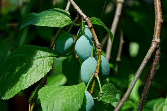 green plums on a thin branch with leaves
