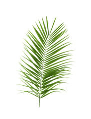 Beautiful tropical Sago palm leaf on white background