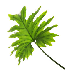 Tropical philodendron leaf isolated on white