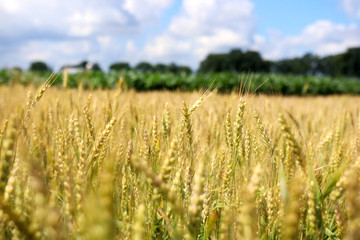 Agriculture, agronomy and farming background. Summer countryside landscape with field of ripening wheat on a foreground in a shallow depth of field and farm buildings against blue sky out of focus.