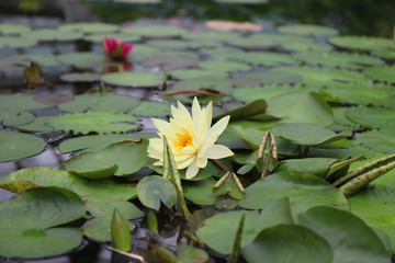 Blooming yellow lotus flower on the pond in a botanical garden