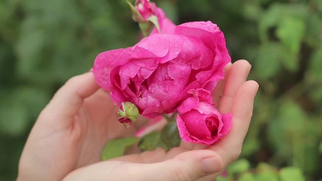 Bright pink garden roses raindrops woman hands tenderness concept