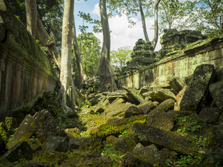 Giant tree roots covering Ta Prom temple, Siem Reap, Cambodia, landmark in Siem Reap, Cambodia. Angkor Wat inscribed on the UNESCO World Heritage List. Archaeological enclosure. 