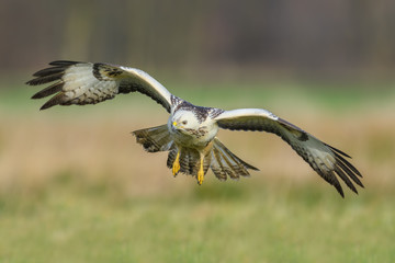 Flight over the meadow/Common Buzzard