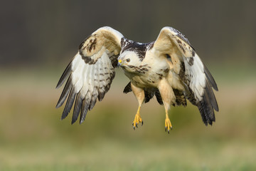 Flight over the meadow/Common Buzzard