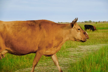 Beautiful cute cows grazing on green meadow
