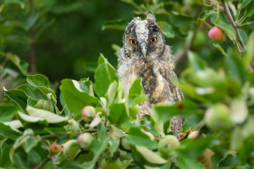 Owl on the tree in the spring season\Long-eared Owl
