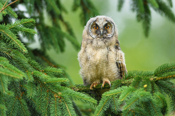 Owl on the tree in the spring season\Long-eared Owl