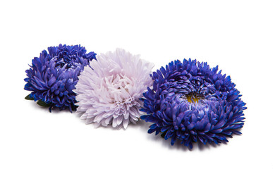 aster flowers isolated