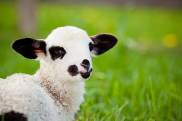 portrait of cute little lamb grazing in green spring meadow