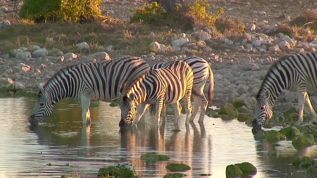 Long Still, Zoom-Out: Zebra Drinking
