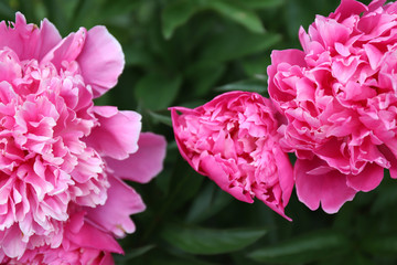 Pink bright paeonia Karl Rosenfield Herbaceous Peony flowering in summer garden