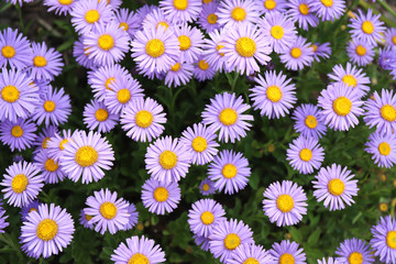 Violet Alpine aster flowering in summer garden
