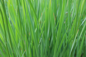 Fototapeta na wymiar fresh bright grass in the summer meadow
