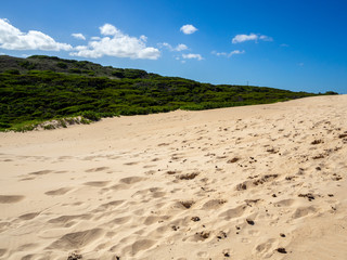 Beach sand with foot steps and green plants on backround