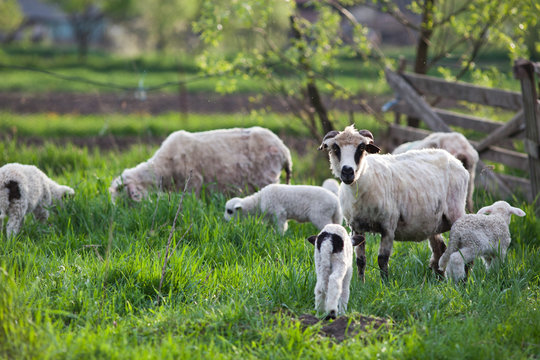 cute little lambs playing in green spring meadow