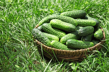 Wicker basket with ripe fresh cucumbers on green grass